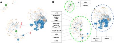 Emergence and Clonal Spread of CTX-M-65-Producing Escherichia coli From Retail Meat in Portugal